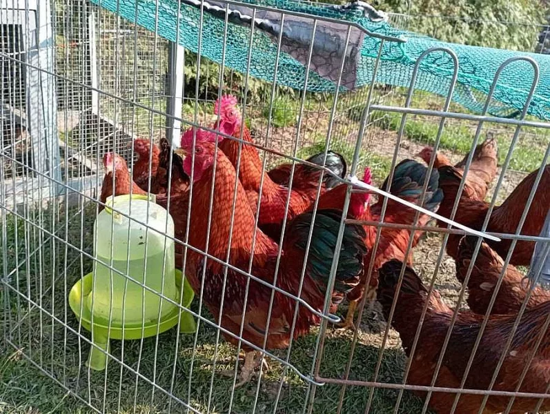 Násadová vajíčka zdrobnělých Hempšírek