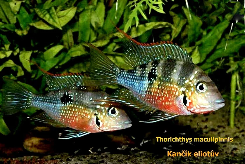 Kančík Eliotův - Thorichthys ellioti