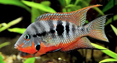 Kančík červenohrdlý - Thorichthys meeki 