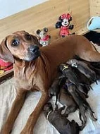 výjimečná štěňátka Rhodéského Ridgebacka
