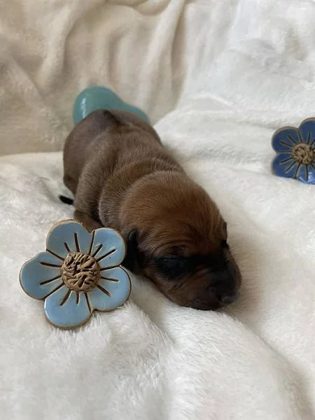 výjimečná štěňátka Rhodéského Ridgebacka