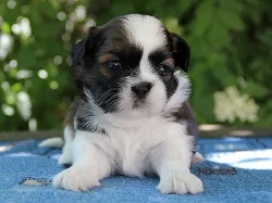 Shih-tzu, ši-tzu štěňátka s PP FCI