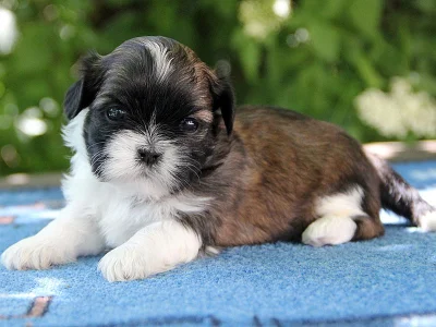 Shih-tzu, ši-tzu štěňátka s PP FCI