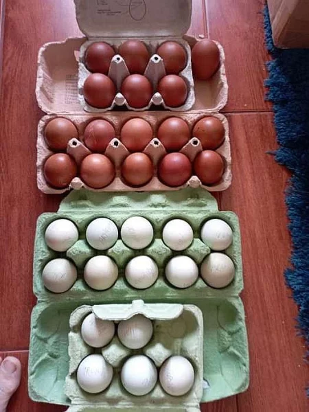 Násadová vajíčka Maransek