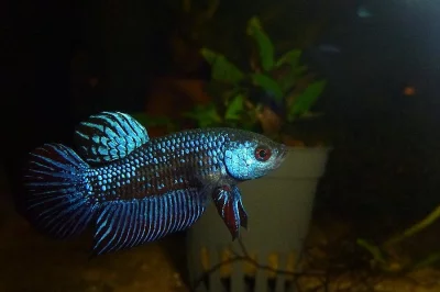 Betta mahachiensis