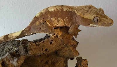 Pagekon řasnatý 0.1 (Correlophus ciliatus)