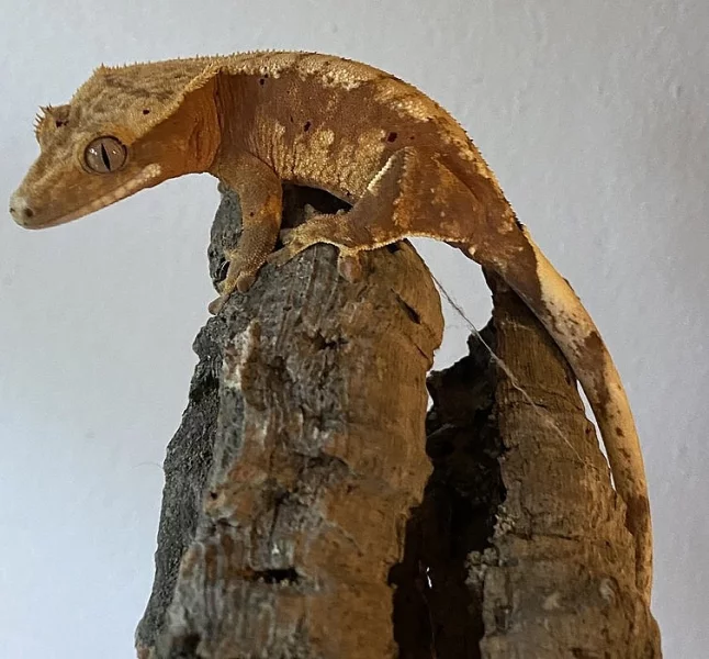 Pagekon řasnatý 0.1 (Correlophus ciliatus)