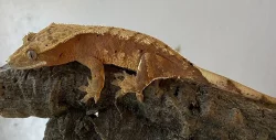 Pagekon řasnatý 0.1 (Correlophus ciliatus)