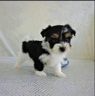 Biewer Jorkšír teriér