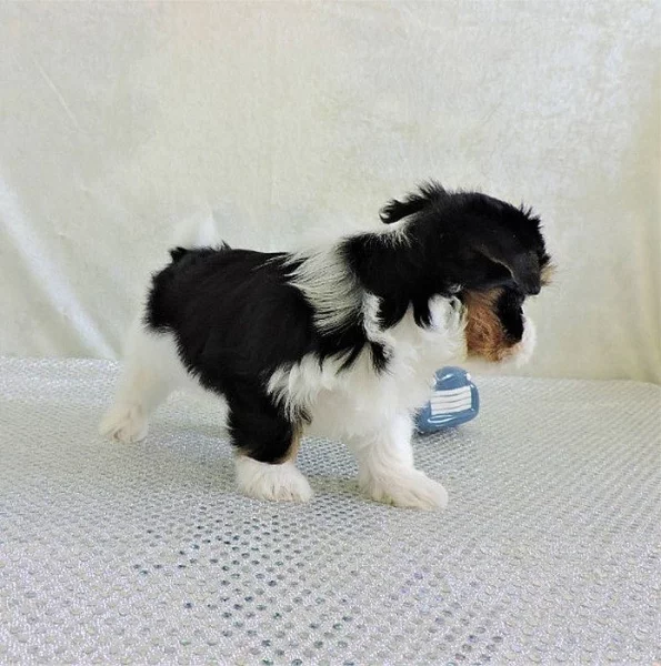 Biewer Jorkšír teriér