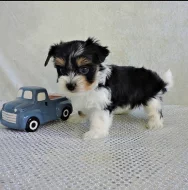 Biewer Jorkšír teriér