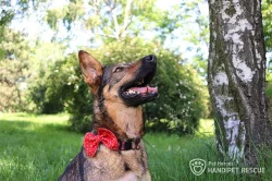 Brita německý ovčák bez PP fena