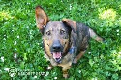 Brita německý ovčák bez PP fena