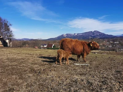 Býk Highlander