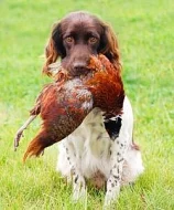 Malý münsterlandský ohař prodám štěňata s PP