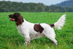 Malý münsterlandský ohař prodám štěňata s PP