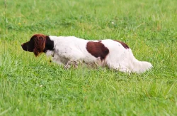 Malý münsterlandský ohař prodám štěňata s PP