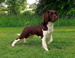 Malý münsterlandský ohař prodám štěňata s PP