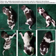 Malý münsterlandský ohař prodám štěňata s PP