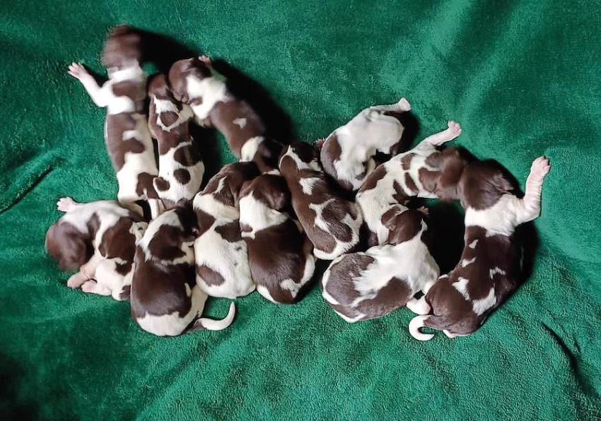 Malý münsterlandský ohař prodám štěňata s PP