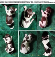 Malý münsterlandský ohař prodám štěňata s PP