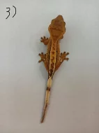 Pagekon řasnatý (rhacodactilus ciliatus