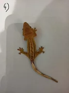 Pagekon řasnatý (rhacodactilus ciliatus
