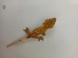 Pagekon řasnatý (rhacodactilus ciliatus