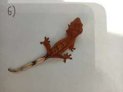 Pagekon řasnatý (rhacodactilus ciliatus