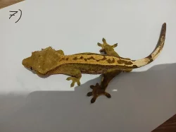 Pagekon řasnatý (rhacodactilus ciliatus