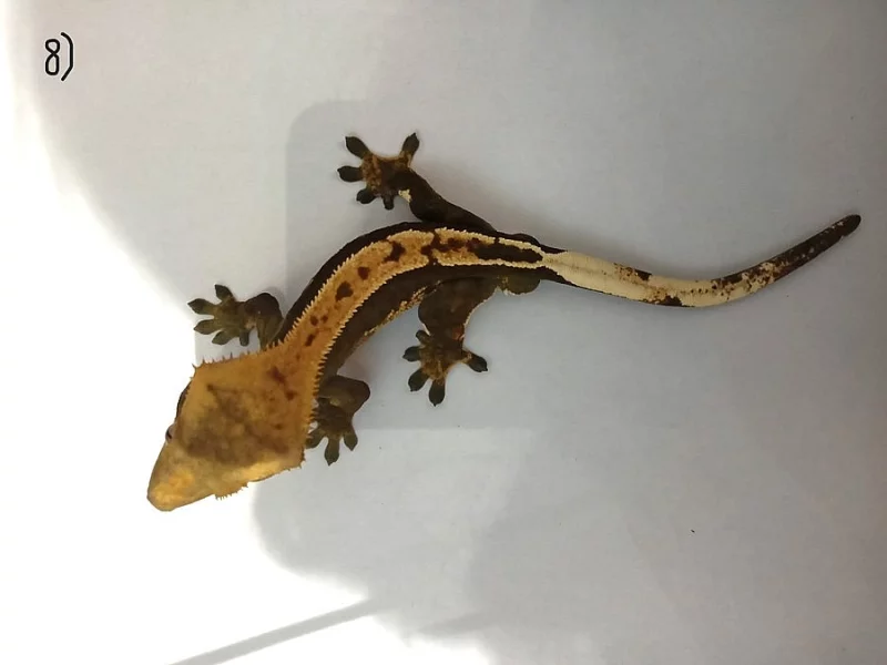 Pagekon řasnatý (rhacodactilus ciliatus
