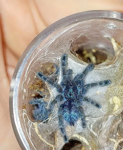 C.versicolor