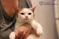 Sarah - kočka domácí k adopci bez PP