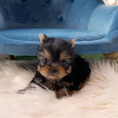 Absolutně zdravé štěně Yorkie
