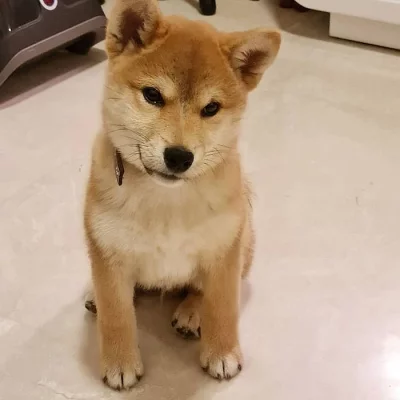 Štěňata Shiba inu k adopci do svých nových domovů.