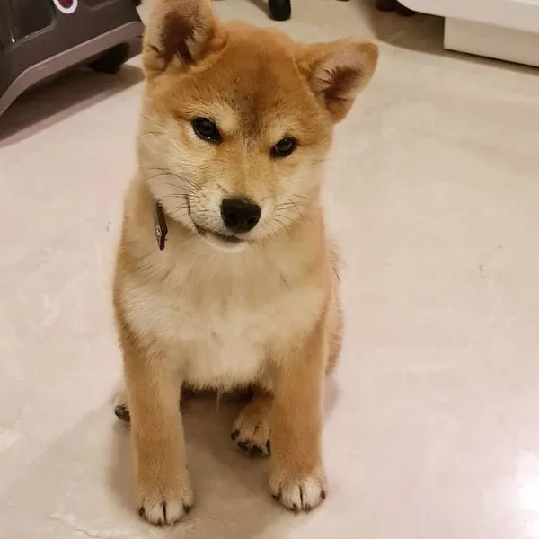 Štěňata Shiba inu k adopci do svých nových domovů.