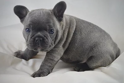 Štěně francouzského buldočka k adopci zdarma!!!