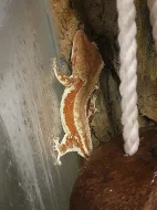 Prodám rhacodactylus