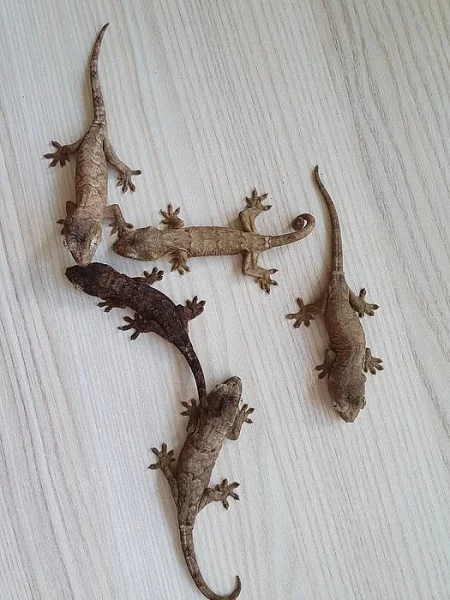 Prodám rhacodactylus