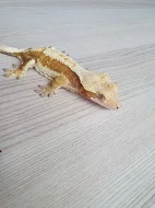 Prodám rhacodactylus