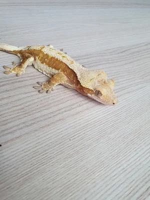Prodám rhacodactylus