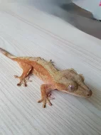 Prodám rhacodactylus