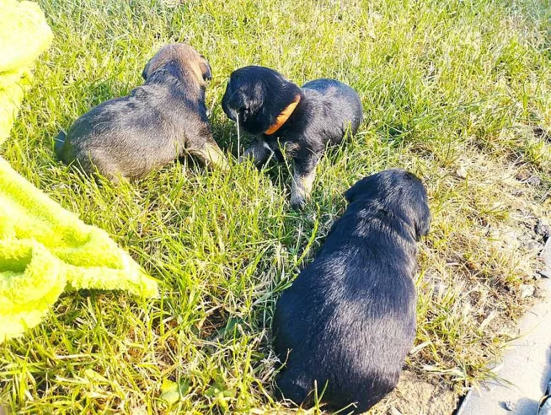 Štěňata border terier s PP- 2 fenky blue tan, 1 pes grizzly