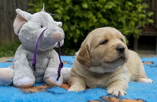 Prodám štěně zlatého retrívra