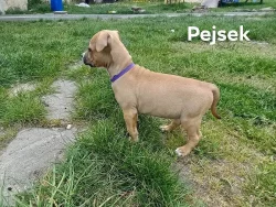 Americký stafordšírský teriér s pp
