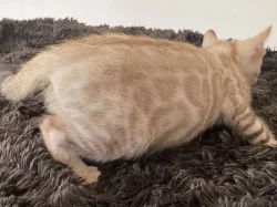 Bengálská kočka bez PP