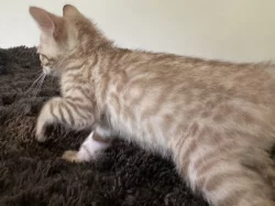 Bengálská kočka bez PP