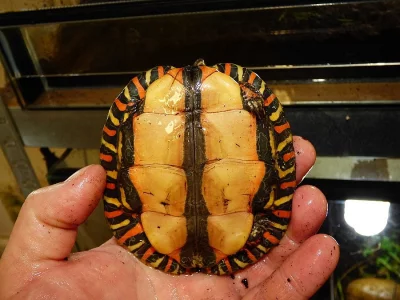 Želva kouzelná (Rhinoclemys pulcherima manni)