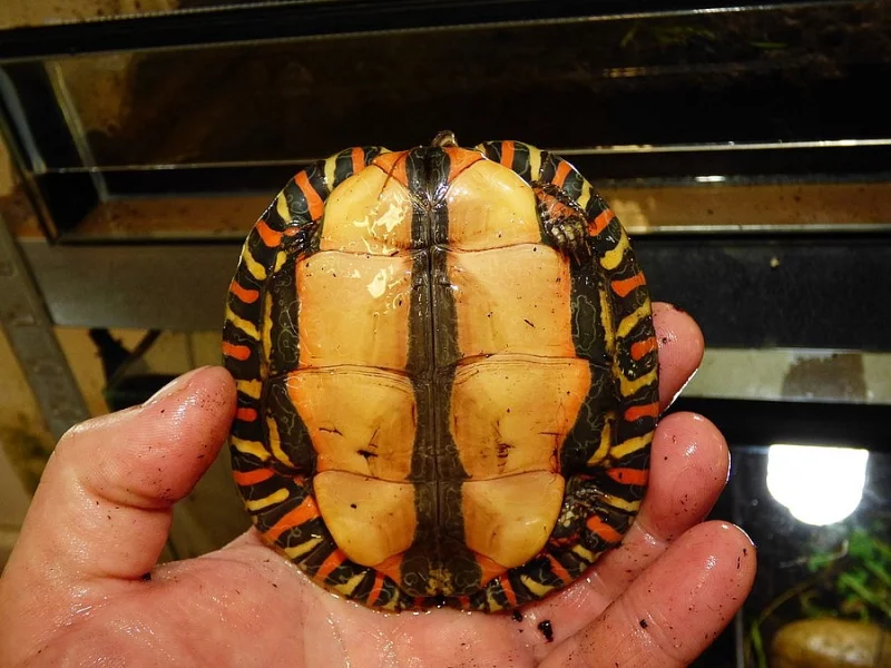 Želva kouzelná (Rhinoclemys pulcherima manni)