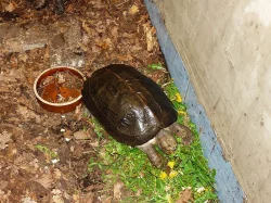 Želva černavá (Heosemys grandis)